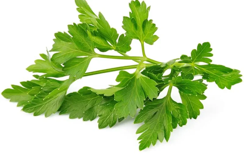 Winter Chervil Herb Seeds - French Parsley Heirloom, 100-1500 Seeds - Image 2