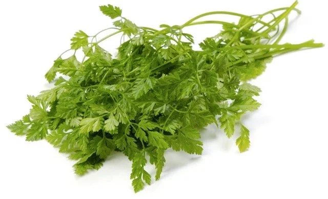 Winter Chervil Herb Seeds - French Parsley Heirloom, 100-1500 Seeds - Image 4