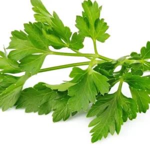 Winter Chervil Seeds - French Parsley Heirloom Herb Seeds, 100-1500 Seed Count - Image 2