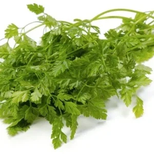 Winter Chervil Seeds - French Parsley Heirloom Herb - 100 to 1500 Seed Packs - Image 4