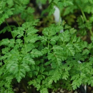 Winter Chervil Seeds - French Parsley Heirloom Herb - 100 to 1500 Seed Packs - Image 1