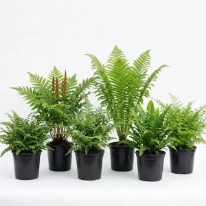 10 Assorted Fern Bare Roots – Random Mix, 3-6 Inch Outdoor Shade Plants - Image 2