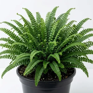 10 Assorted Fern Bare Roots – Random Mix, 3-6 Inch Outdoor Shade Plants - Image 4