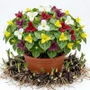 10 Assorted Trillium Bulbs for Planting - Mixed Wood Lily Flowers, Partial Shade - Image 1
