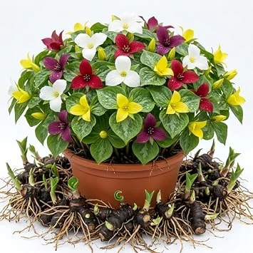 10 Assorted Trillium Bulbs for Planting - Mixed Wood Lily Flowers, Partial Shade - Image 1