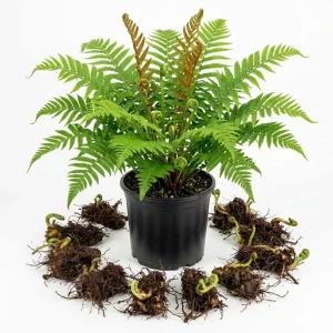 10 Cinnamon Fern Rhizomes - Live Bare Root Plants 3-6" Long for Shade, Outdoor - Image 1