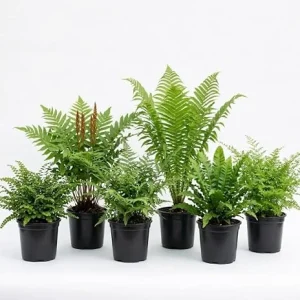10 Fern Rhizomes Mixed Bare Roots 3-6