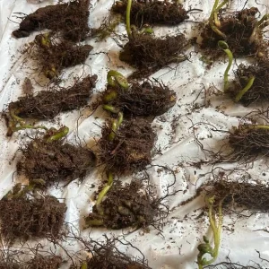 10 Hay Scented Fern Rhizomes - Live Perennial Bare Root Plants 3-6" Long for Outdoor Shade - Image 2