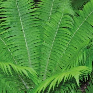 10 Hay Scented Fern Rhizomes - Live Perennial Bare Root Plants 3-6