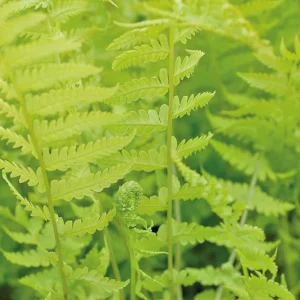 10 Hay Scented Fern Rhizomes - Live Perennial Bare Root Plants 3-6
