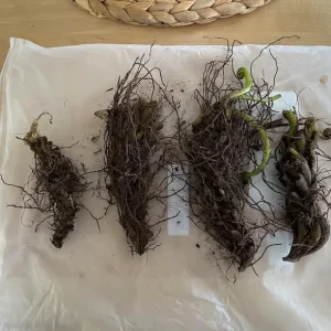 10 Lady Fern Rhizomes Green Ferns Live Plants, Fresh Perennial Ferns 3-6" Long Bare Roots - Image 2