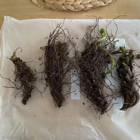 10 Lady Fern Rhizomes Green Ferns Live Plants, Fresh Perennial Ferns 3-6" Long Bare Roots - Image 2