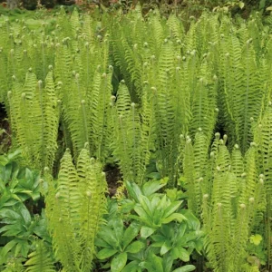 10 Lady Fern Rhizomes Green Ferns Live Plants, Fresh Perennial Ferns 3-6
