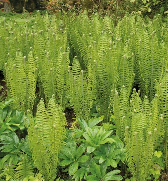 10 Lady Fern Rhizomes Green Ferns Live Plants, Fresh Perennial Ferns 3-6" Long Bare Roots - Image 5