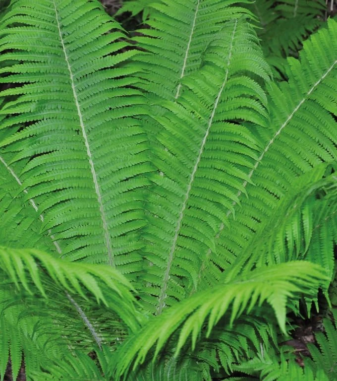 10 Lady Fern Rhizomes Green Ferns Live Plants, Fresh Perennial Ferns 3-6" Long Bare Roots - Image 6