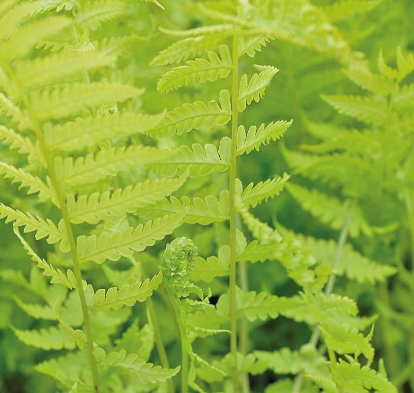 10 Lady Fern Rhizomes Green Ferns Live Plants, Fresh Perennial Ferns 3-6" Long Bare Roots - Image 7