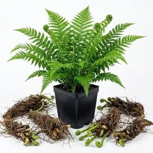 10 Ostrich Fern Rhizomes - Live Bare Root Perennial Fern Plants 3-6