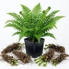 10 Ostrich Fern Rhizomes - Live Bare Root Perennial Fern Plants 3-6" Long for Shade - Image 1
