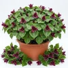 10 Purple Trillium Bulbs for Planting - Wood Lily Flower Tubers, Partial Shade - Image 1