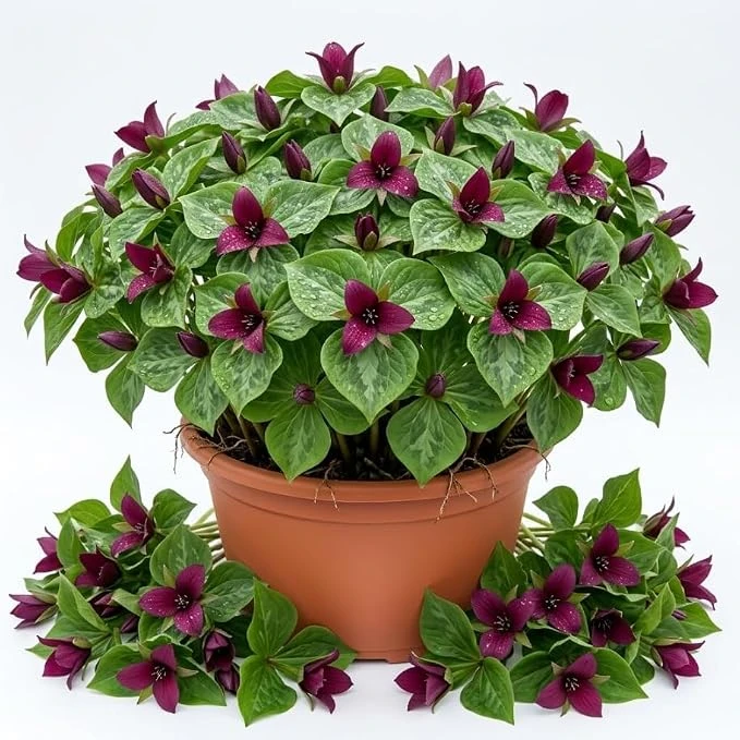 10 Purple Trillium Bulbs – Wood Lily Flowers for Partial Shade - Image 7