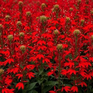 10 Red Lobelia Bare Root Plants – Vibrant Cardinal Flower Perennials - Image 5
