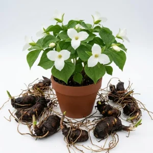 10 White Trillium Bulbs for Planting – Large Wood Lily Tubers, Partial Shade - Image 1