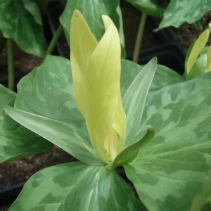 10 Yellow Trillium Bulbs for Planting – Wood Lily Flowers, Partial Shade - Image 3