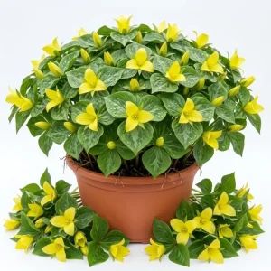 10 Yellow Trillium Bulbs for Planting - Wood Lily Flowers, Partial Shade - Image 1