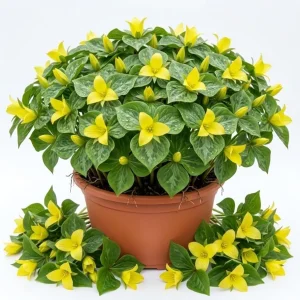 10 Yellow Trillium Bulbs for Planting – Wood Lily Flowers, Partial Shade - Image 1