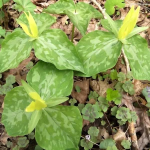 10 Yellow Trillium Bulbs for Planting – Wood Lily Flowers, Partial Shade - Image 4