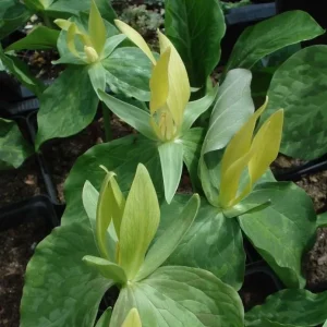 10 Yellow Trillium Bulbs for Planting – Wood Lily Flowers, Partial Shade - Image 5