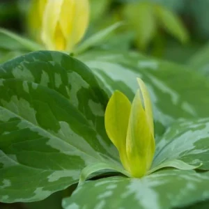 10 Yellow Trillium Bulbs for Planting – Wood Lily Flowers, Partial Shade - Image 6