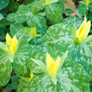 10 Yellow Trillium Bulbs for Planting – Wood Lily Flowers, Partial Shade - Image 7