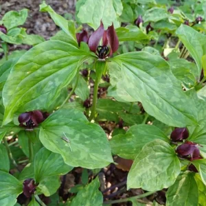 15 Assorted Trillium Bulbs Wood Lily Tubers for Partial Shade Gardens - Image 5
