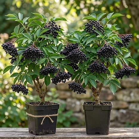 2 American Elderberry Live Plants – Sweet Berry Bush 7-12" Tall in Quart Pot, Outdoor - Image 4