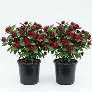 2 Carolina Allspice Live Plants - Calycanthus Floridus, 6-18