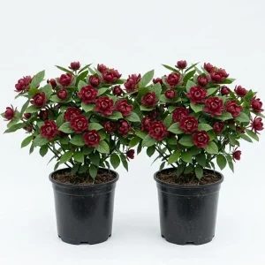 2 Carolina Allspice Live Plants - Calycanthus Floridus, 6-18