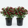 2 Carolina Allspice Live Plants - Calycanthus Floridus, 6-18" Tall, Quart Pot, Dark Red Fragrant Blooms, Outdoor Shrub - Image 1