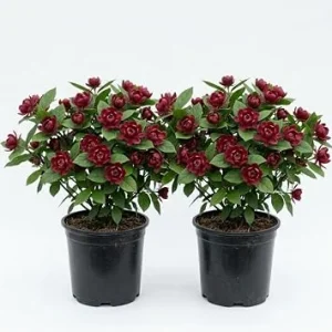 2 Carolina Allspice Live Plants - Calycanthus Floridus, 6-18