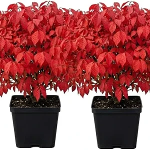 2 Dwarf Burning Bush Live Plants, Vibrant Scarlet Fall Color Shrub, 6-12" Tall, 4" Pot, Outdoor - Image 2