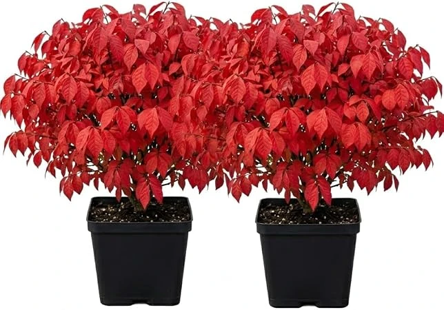 2 Dwarf Burning Bush Live Plants, Vibrant Scarlet Fall Color Shrub, 6-12" Tall, 4" Pot, Outdoor - Image 2
