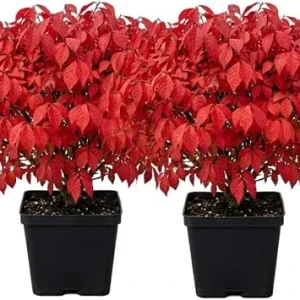 2 Dwarf Burning Bush Live Plants, Vibrant Scarlet Fall Color Shrub, 6-12" Tall, 4" Pot, Outdoor - Image 1
