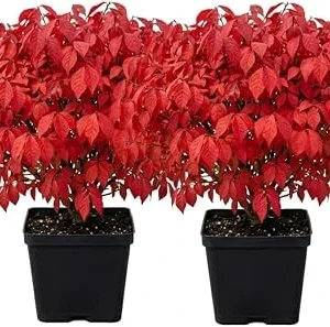 2 Dwarf Burning Bush Live Plants, Vibrant Scarlet Fall Color Shrub, 6-12