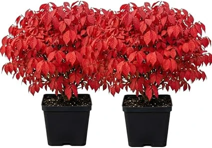 2 Dwarf Burning Bush Live Plants, Vibrant Scarlet Fall Color Shrub, 6-12" Tall, 4" Pot, Outdoor - Image 3