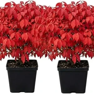 2 Dwarf Burning Bush Live Plants, Vibrant Scarlet Fall Color Shrub, 6-12