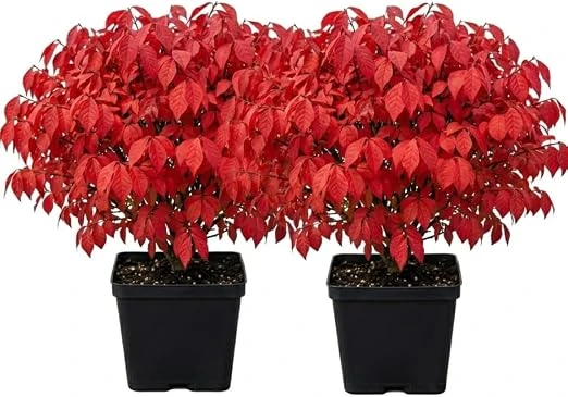 2 Dwarf Burning Bush Live Plants, Vibrant Scarlet Fall Color Shrub, 6-12" Tall, 4" Pot, Outdoor - Image 5