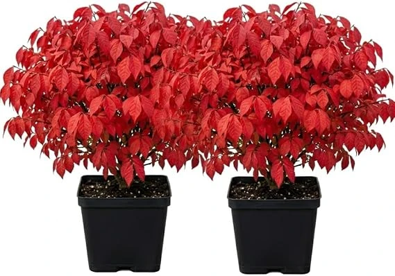 2 Dwarf Burning Bush Live Plants, Vibrant Scarlet Fall Color Shrub, 6-12" Tall, 4" Pot, Outdoor - Image 6