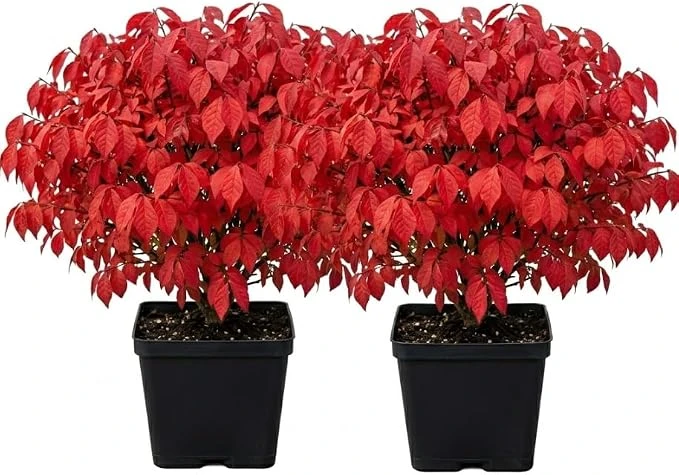 2 Dwarf Burning Bush Live Plants, Vibrant Scarlet Fall Color Shrub, 6-12" Tall, 4" Pot, Outdoor - Image 7
