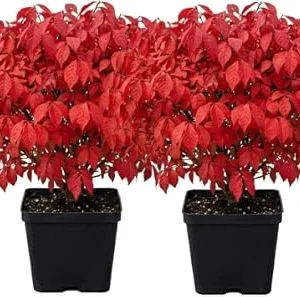 2 Dwarf Burning Bush Live Plants, Vibrant Scarlet Fall Color, 6-12" Tall, 4" Pot - Image 1
