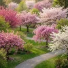 2 Live Flowering Cherry Trees - Assorted Varieties 5-12" Tall in 3" Pot - Outdoor - Image 1